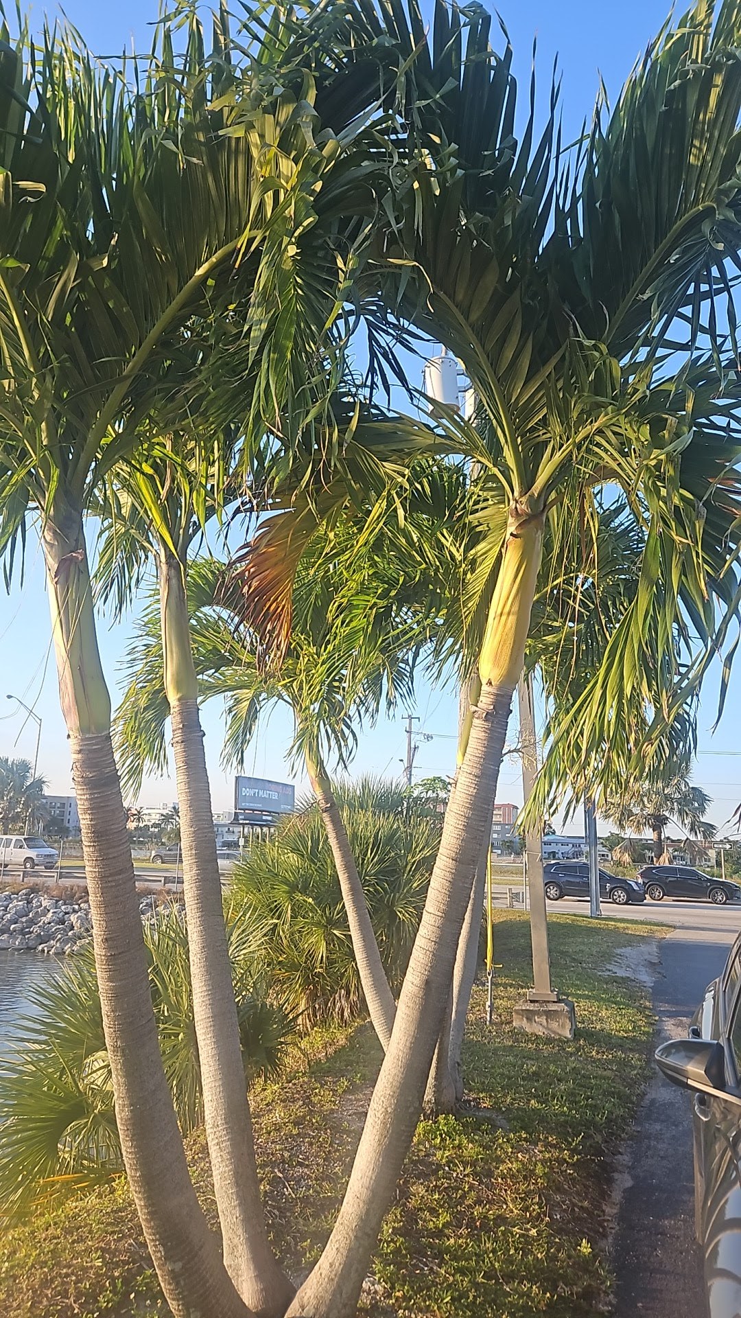 Row of queen palms along a seawall