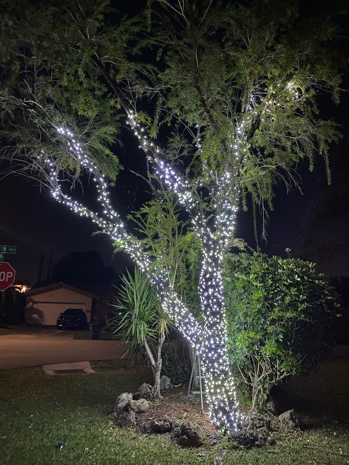 Tree lit up for the holidays at night