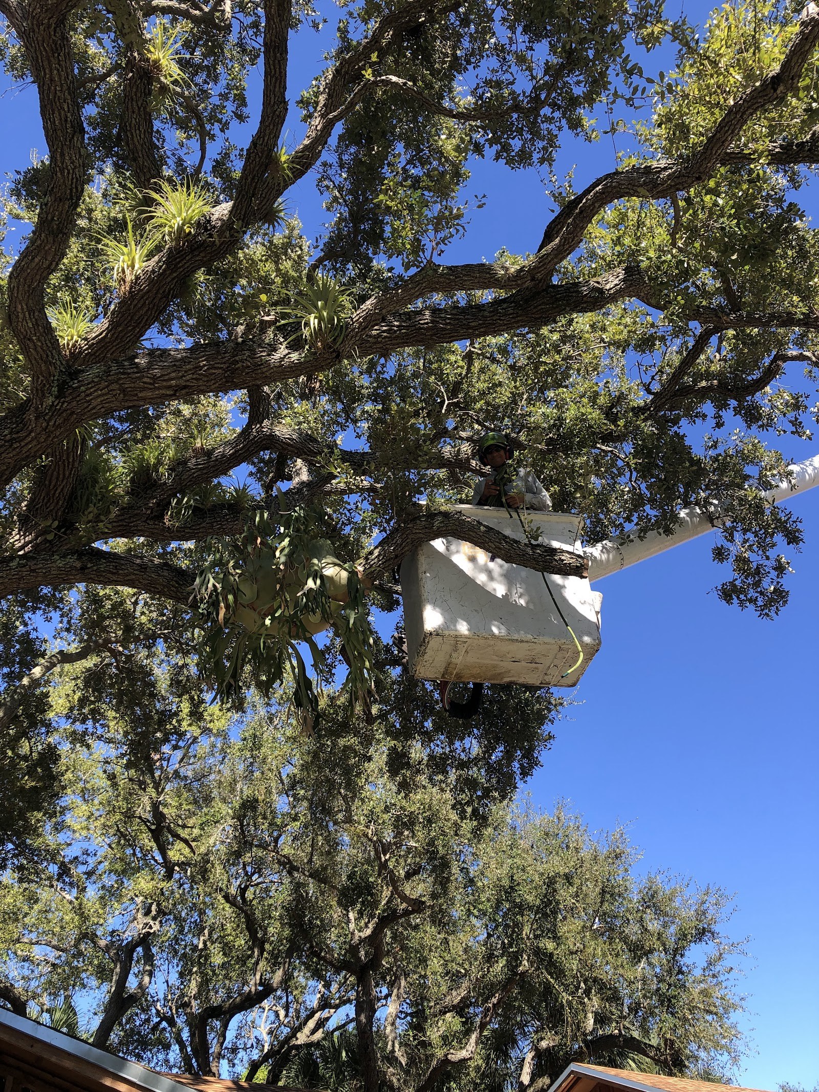 Bucket lift working high in an oak canopy