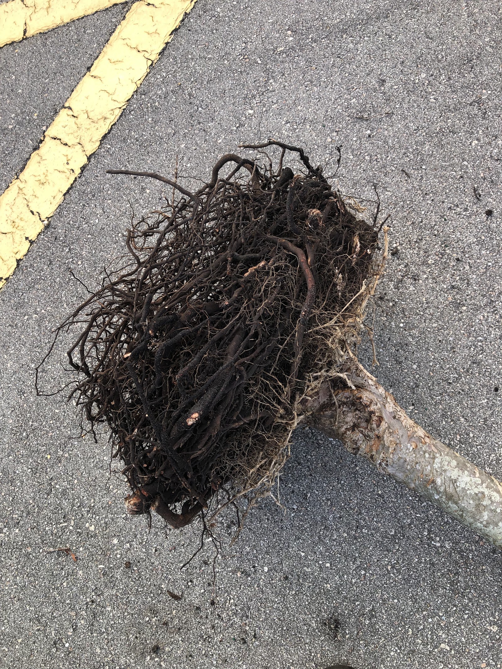 Root ball removed after a stump job