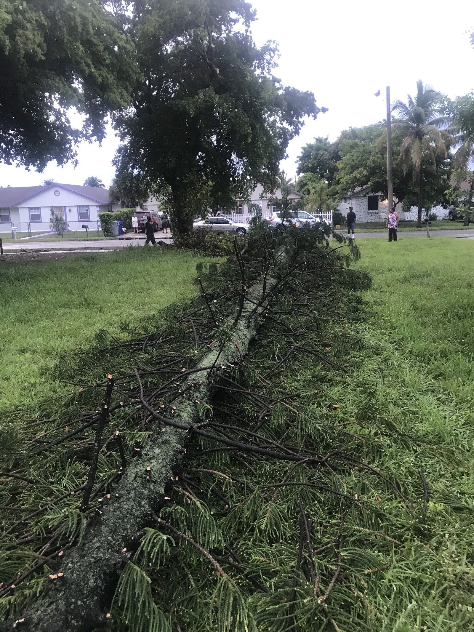 Storm-felled tree down across a residential yard