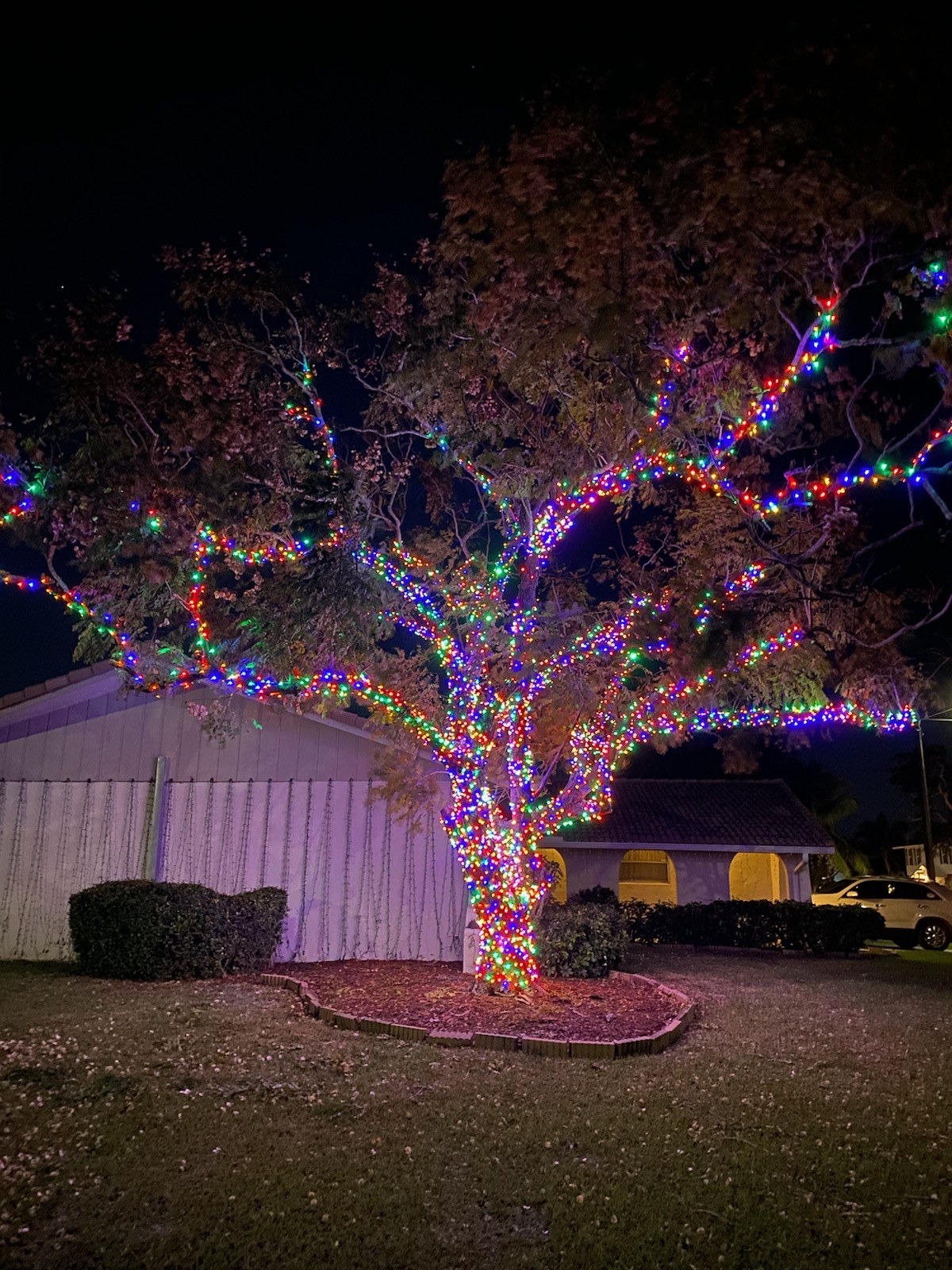 Holiday Tree Lighting