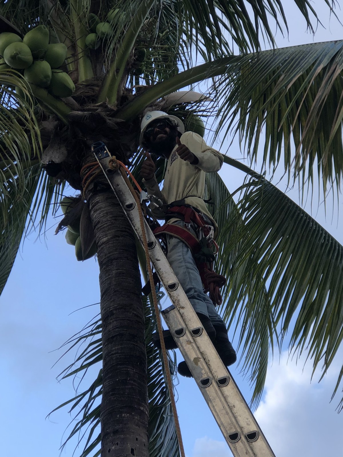 Palm Trimming